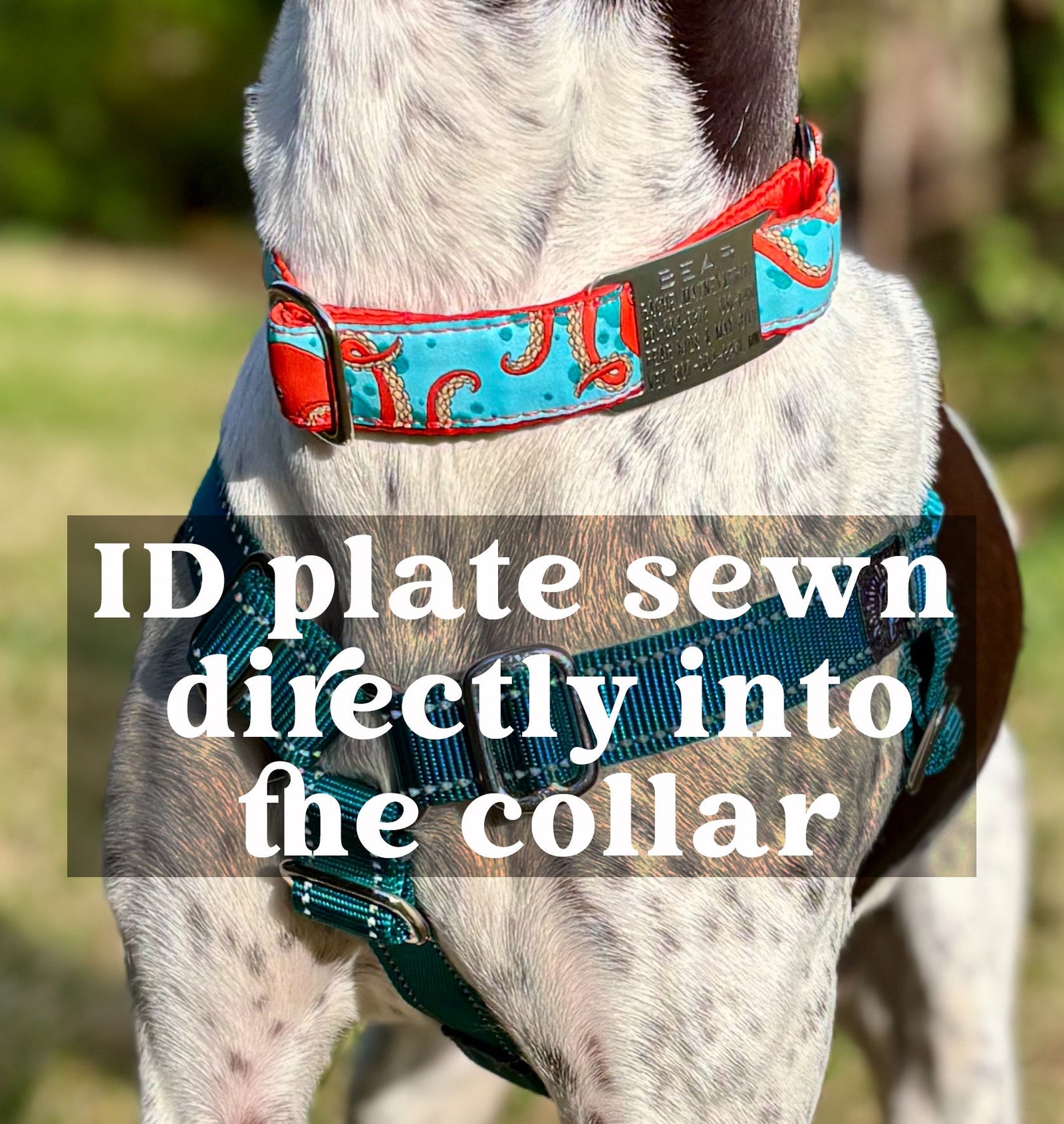 The Danger of Collar Charms