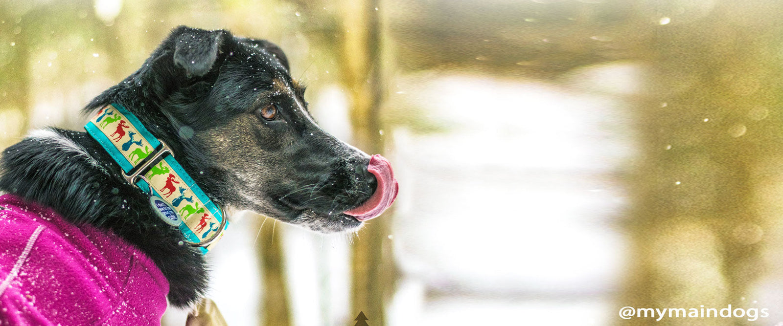 How to Keep Your Dog Safe, Cozy, and Happy All Winter