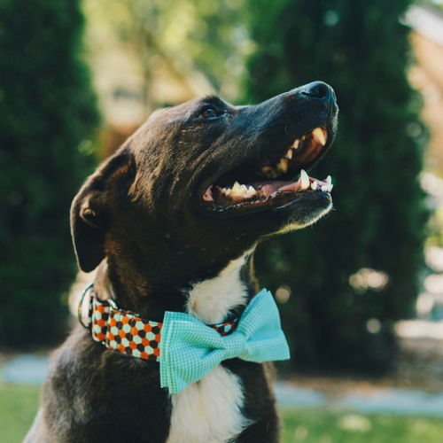 Pin Dot Bow Tie
