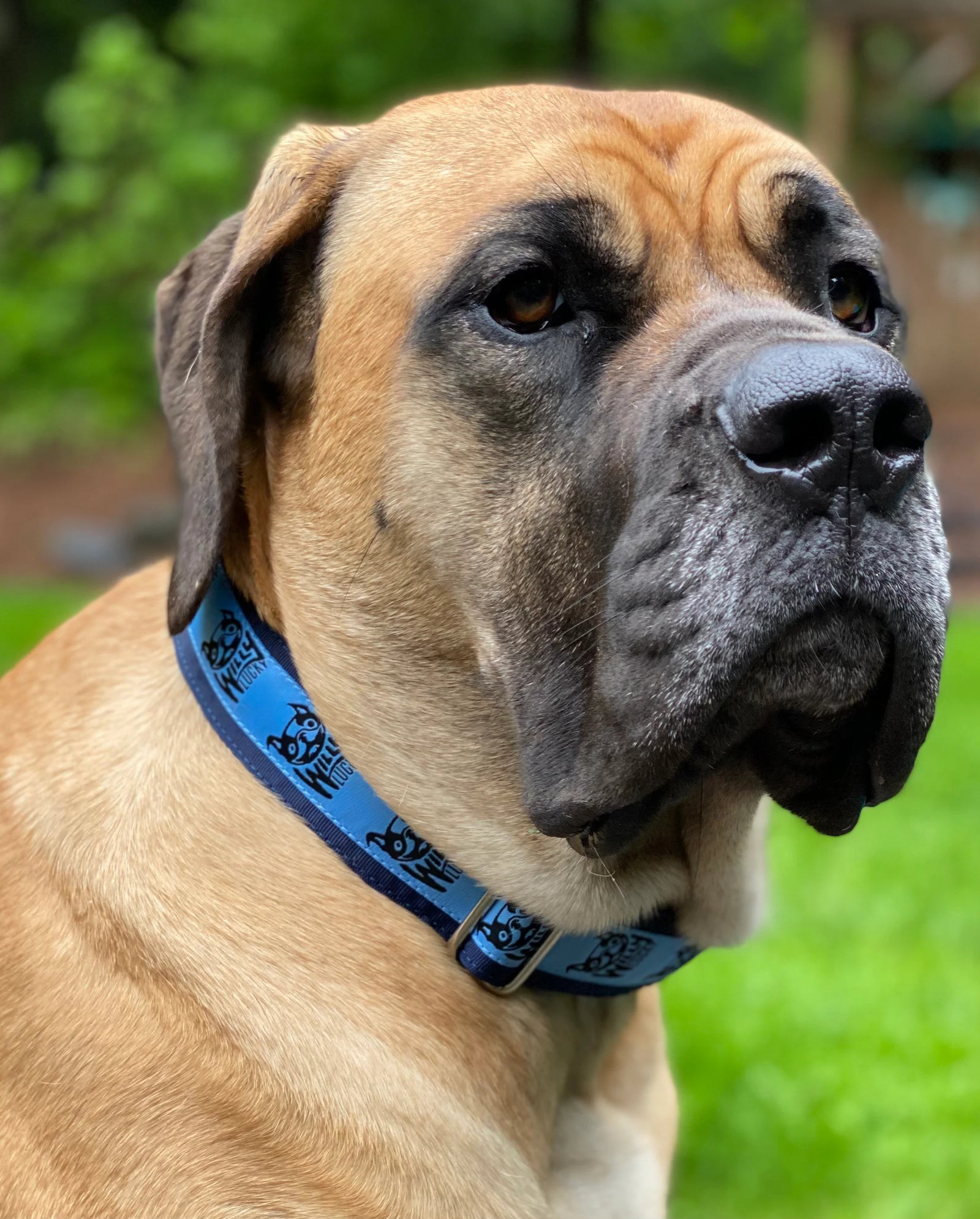 Willy Lucky Pet Rescue Collar