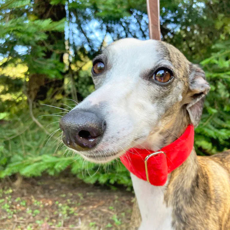 Minky Plush Collar