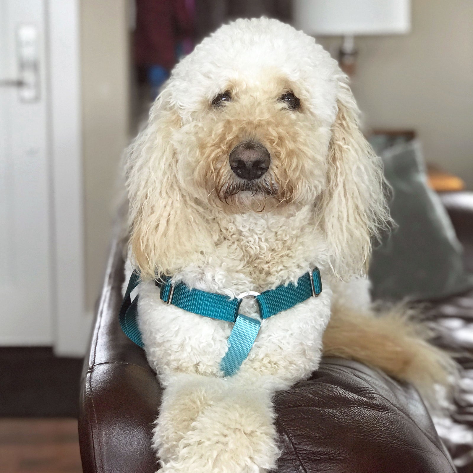 Hug It Out Harness: 1" Naked Nylon Solids