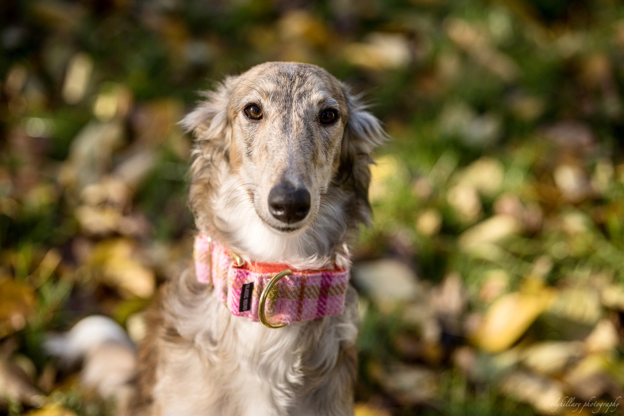 Collar Width Guide: Finding the Perfect Fit for Your Furry Friend!