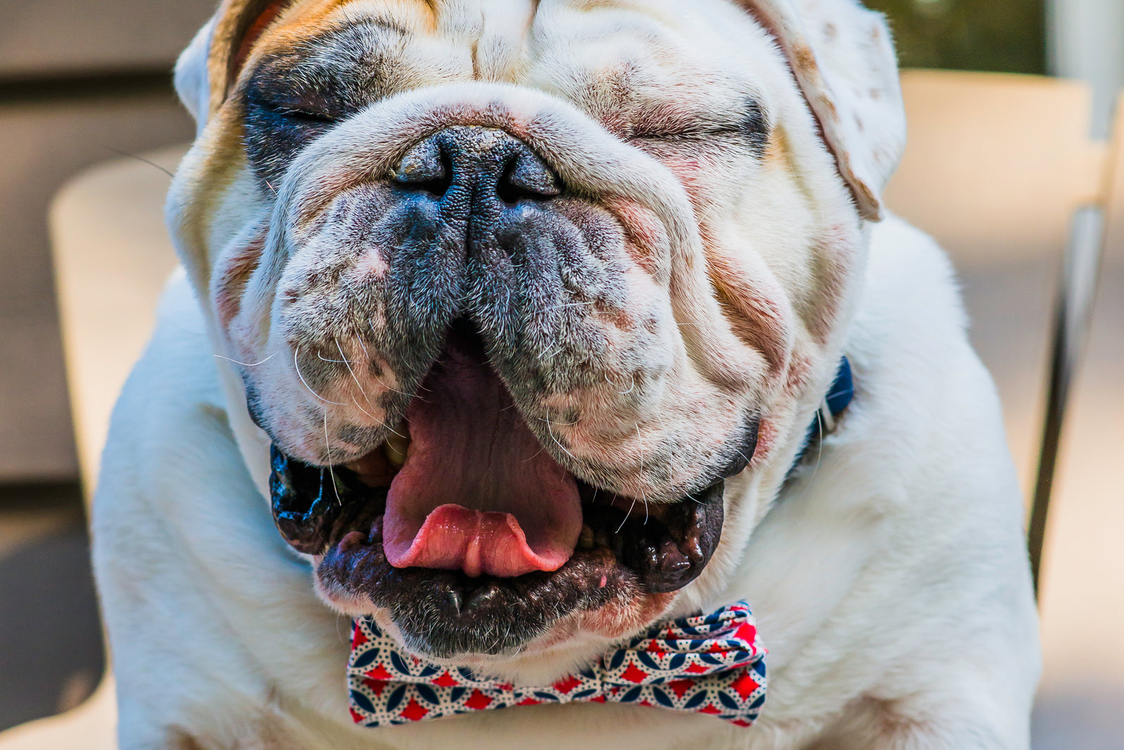 Stylish Tails and Short Snouts: A Guide to Caring for Your Brachycephalic BFFs 🐾🌈