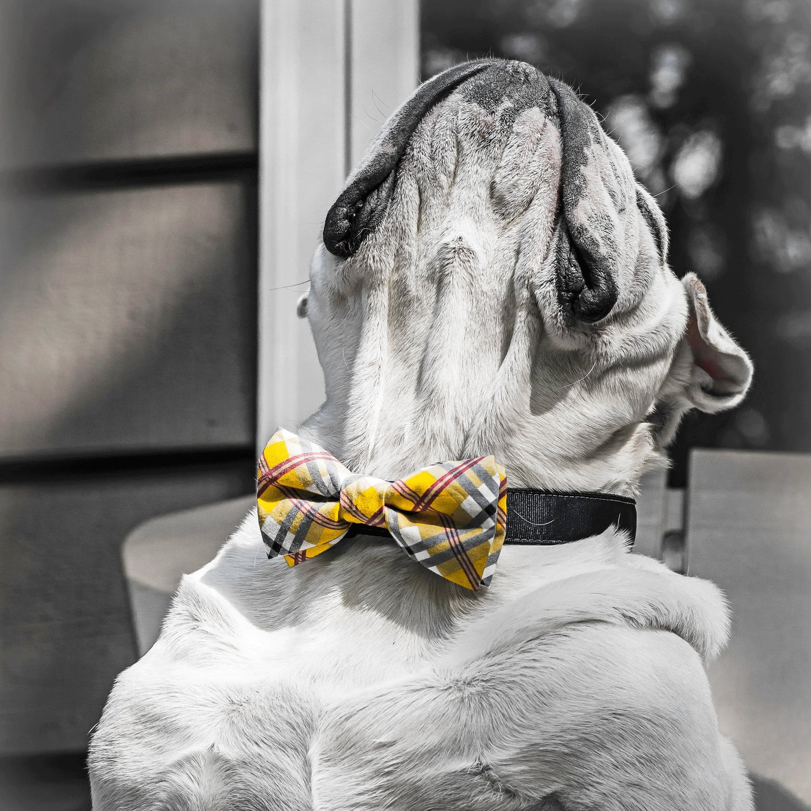 Bows & Bow Ties