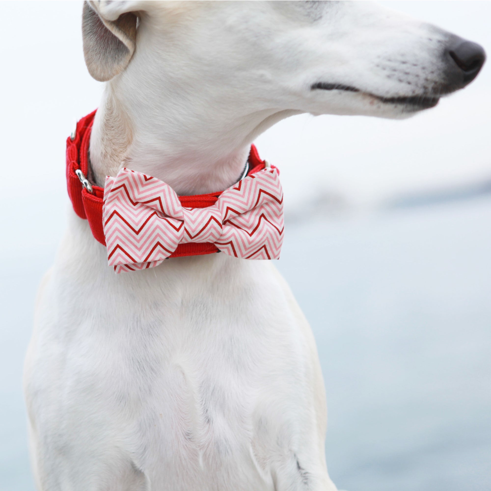 ALL Bow & Tie Collar Sets