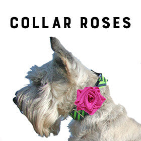 Collar Roses
