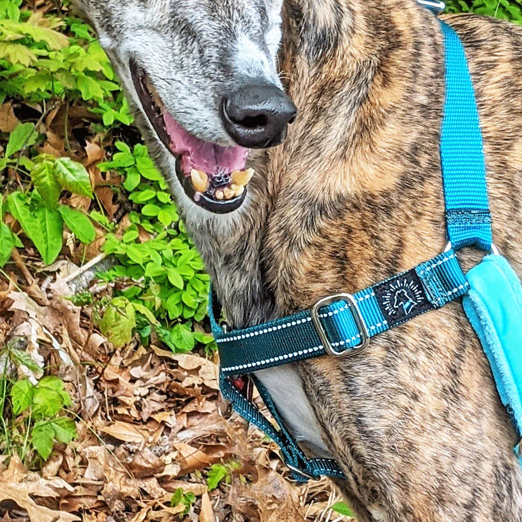 Hug It Out Harness: Reflective Teal