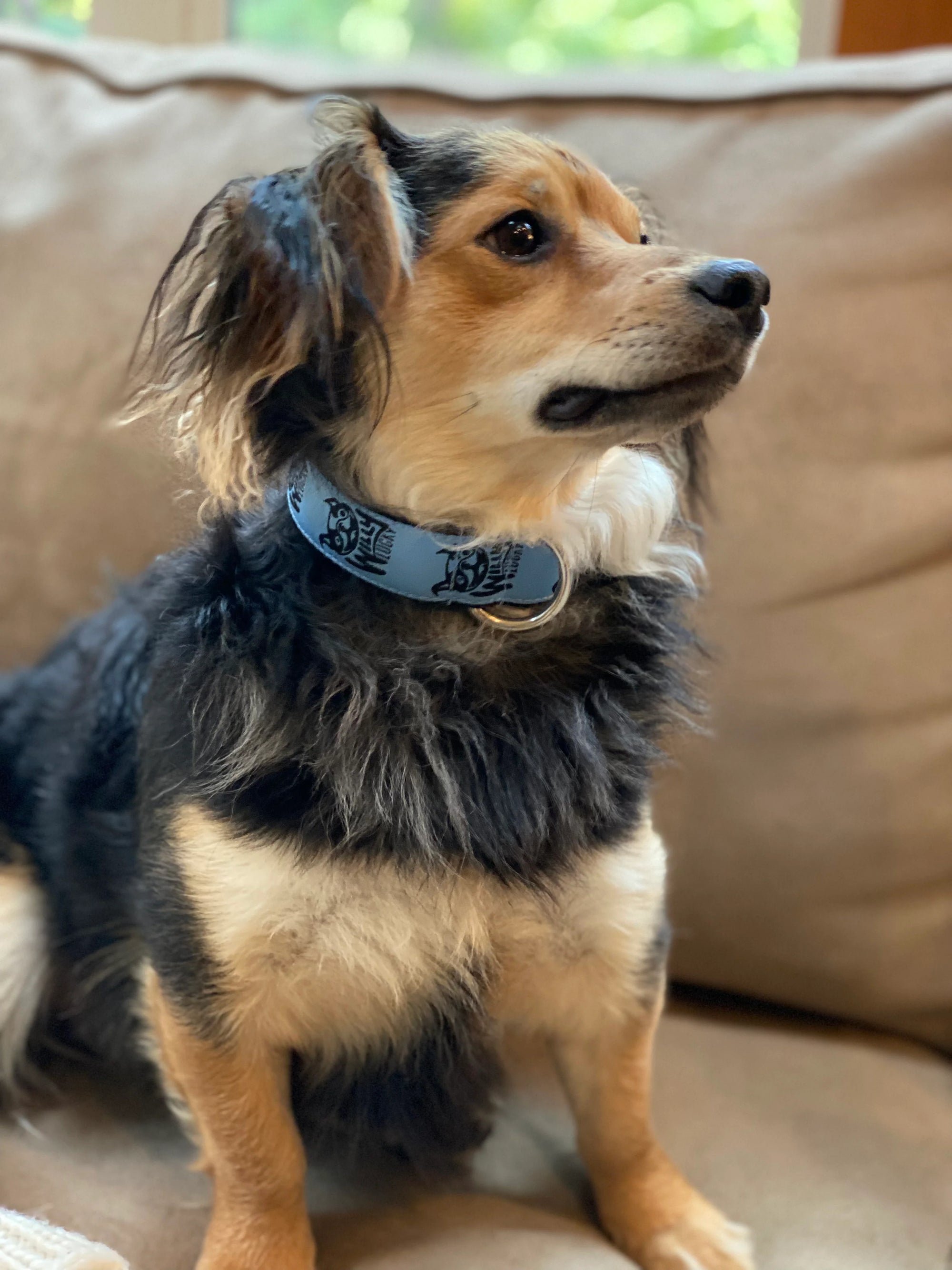 Willy Lucky Pet Rescue Collar