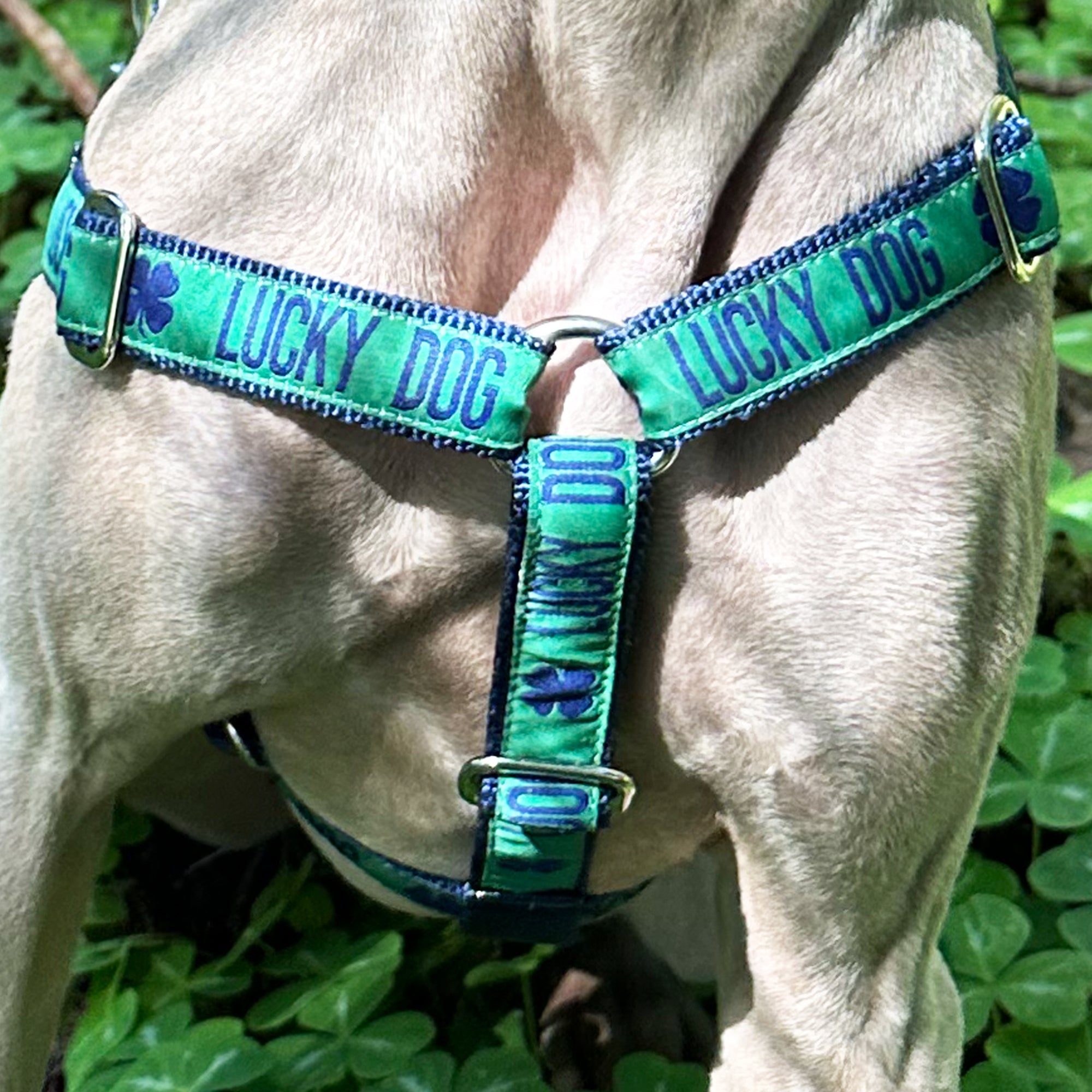 Hug It Out Harness: 1" Dog Themed