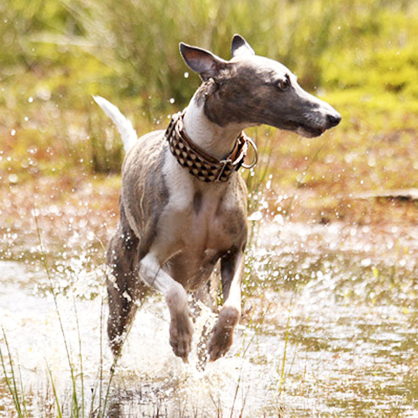 Mudproof Designs Collar