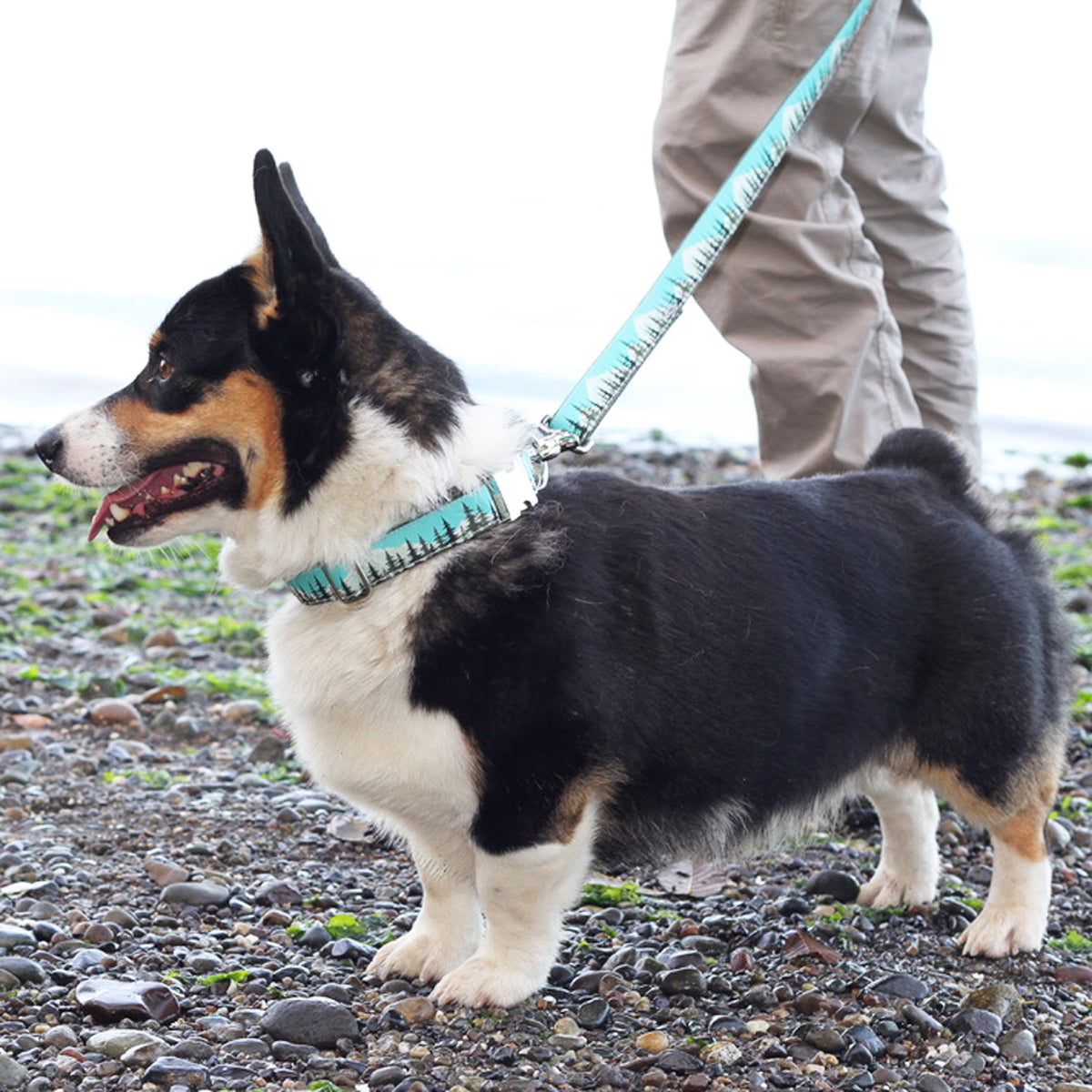 &quot;Pacific Northwest&quot; Leashes