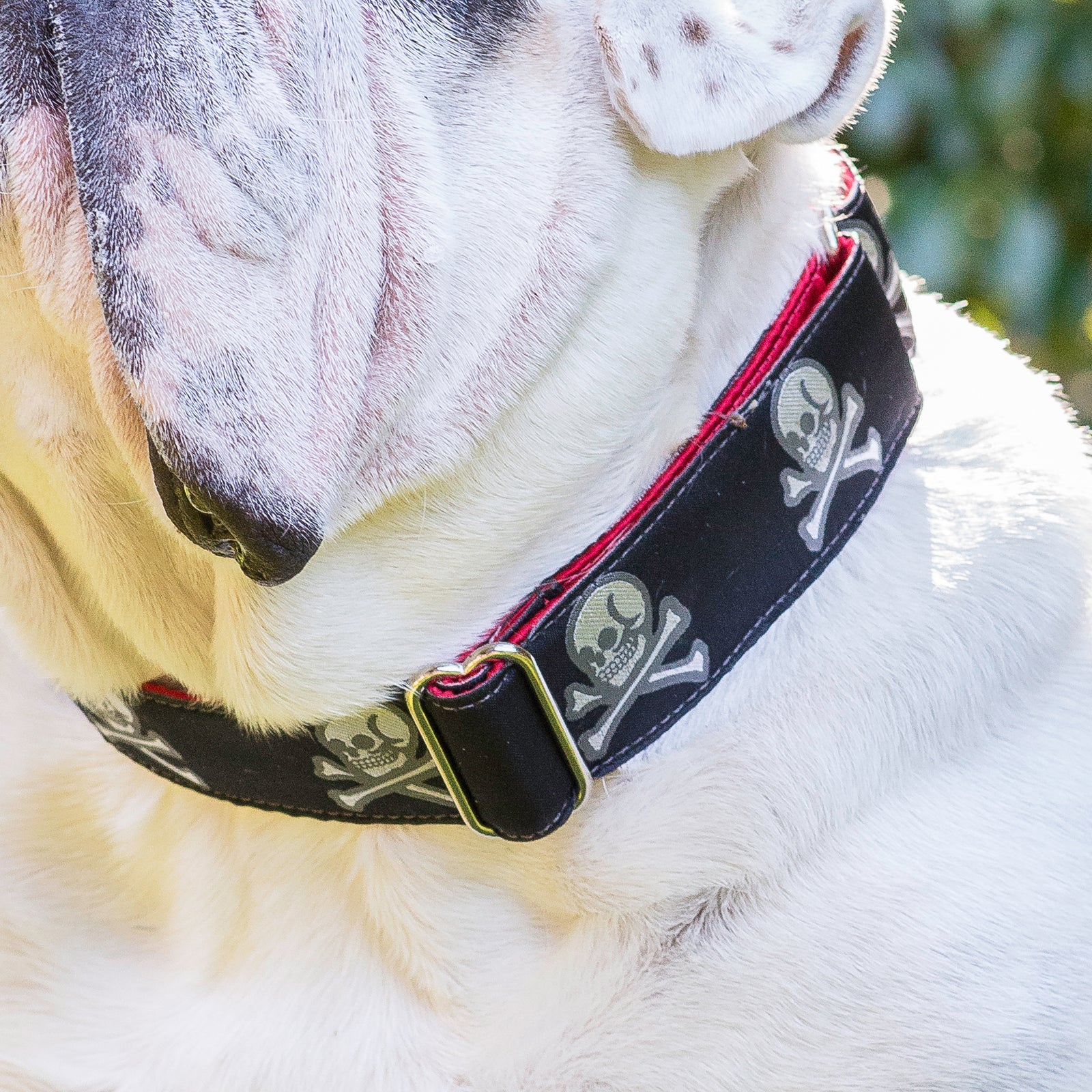 Buccaneer Collar (1.5" width only)