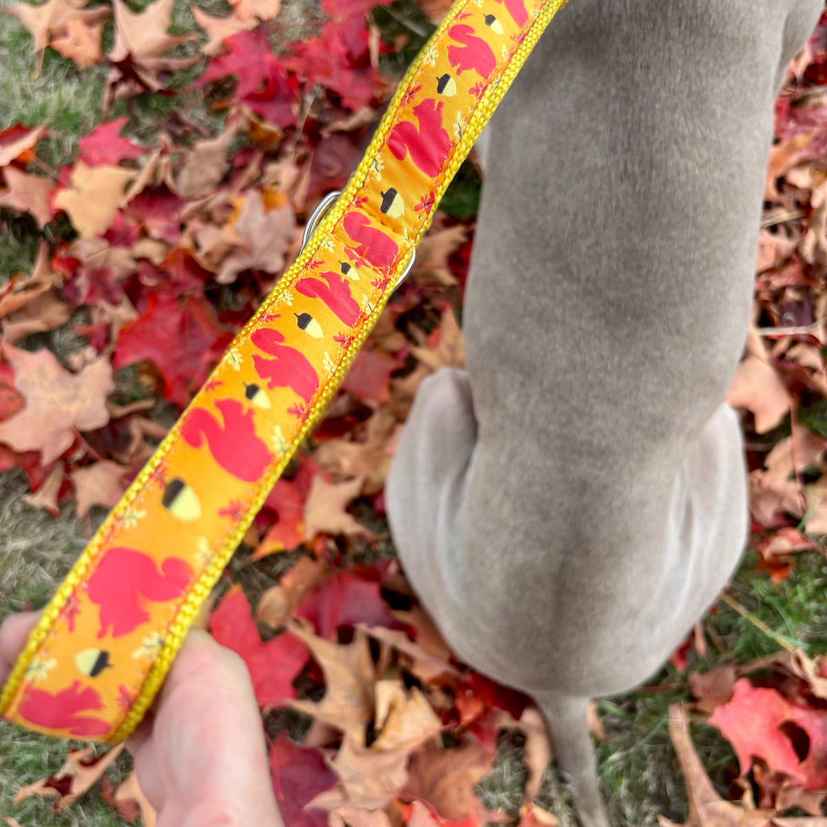 Seasonal Leashes