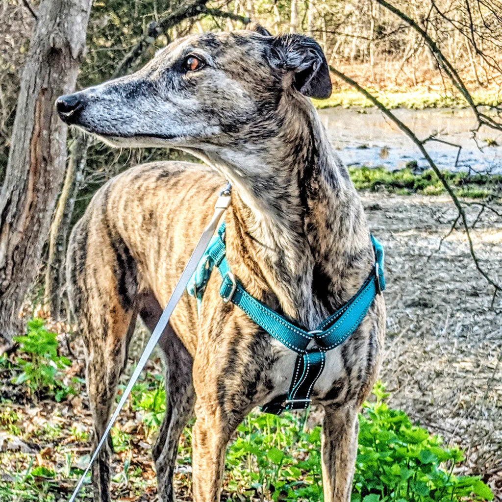 Hug It Out Harness: Reflective Teal