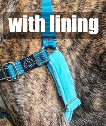 Hug It Out Harness: Reflective Teal