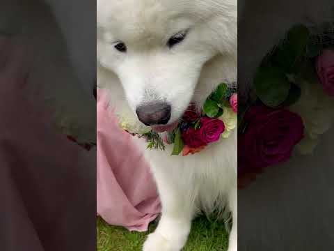 DIY Fresh Flower Garland Collar Kit